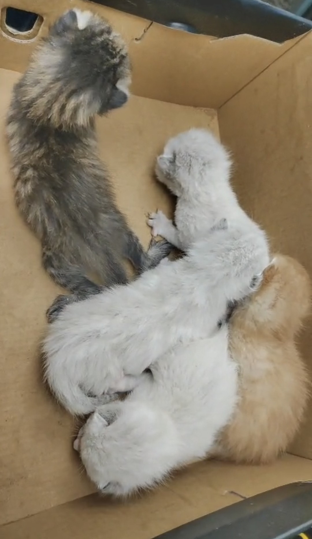 Abandono Badajoz (ciudad)