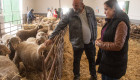La Diputación de Cáceres subasta 85 machos de ovino Merino Precoz a precio reducido