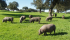 El porcino ibérico crece en Extremadura con más de 220.000 cerdos de bellota certificados
