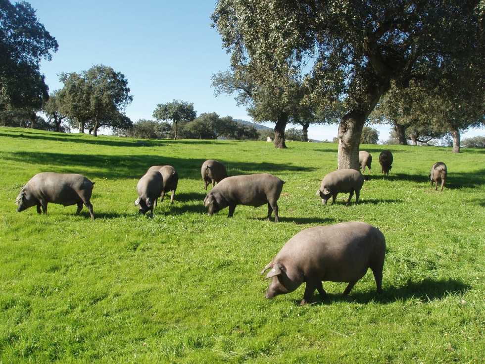 El porcino ibérico crece en Extremadura con más de 220.000 cerdos de bellota certificados