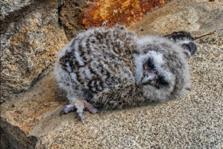 El aviso de una vecina salva a un joven búho en Sierra de Gata