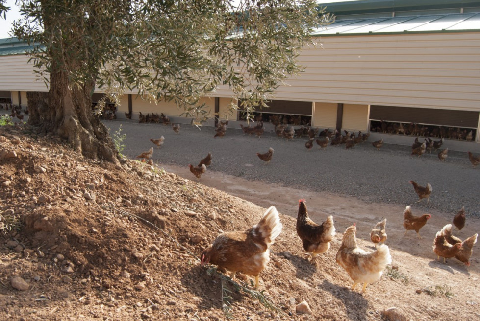 La Junta autoriza una de las mayores granjas de gallinas camperas de Extremadura en Ribera del Fresno