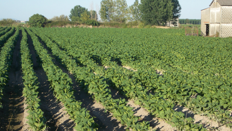 Más de 5 millones en ayudas para la producción de tabaco en Extremadura
