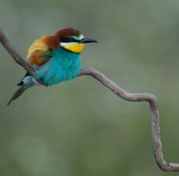 Zamora guarda silencio por las víctimas del atentado de Barcelona 
