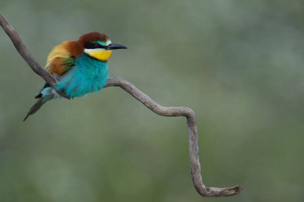 Vegaviana celebrará sus II Jornadas Ornitológicas dedicadas al paraíso del abejaruco