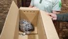Rescatado otro ejemplar de cárabo común en la Sierra de Gata