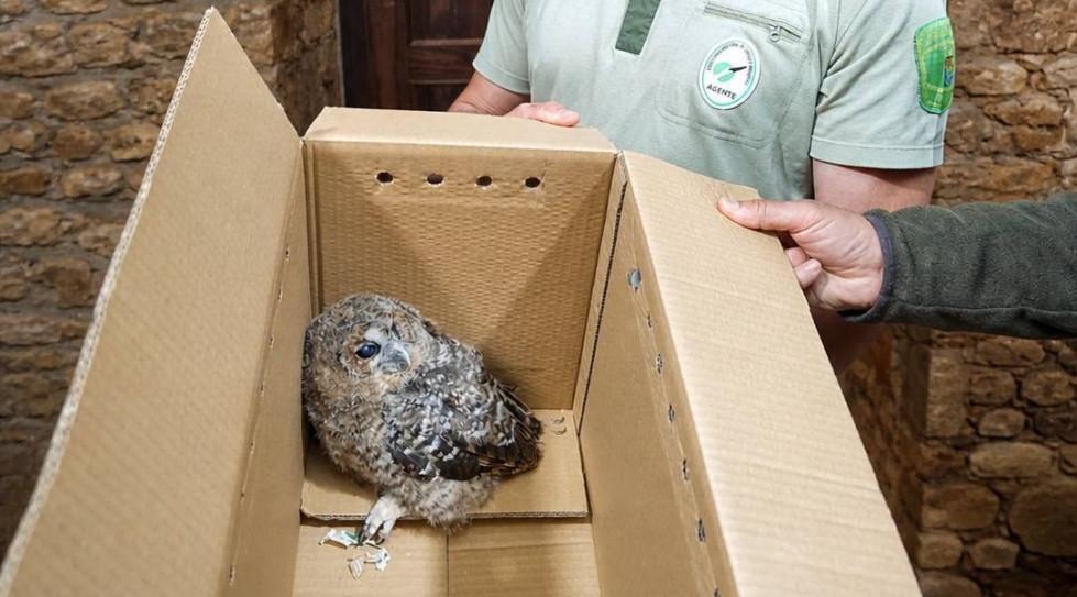 Rescatado otro ejemplar de cárabo común en la Sierra de Gata