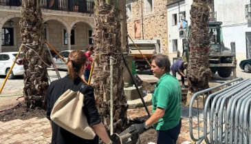 Coria repone seis palmeras dañadas por el picudo rojo en distintos puntos de la ciudad