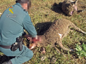 Interceptado un hombre armado cerca del lugar donde aparecieron tres ovejas muertas