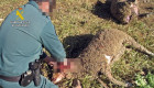 Interceptado un hombre armado cerca del lugar donde aparecieron tres ovejas muertas