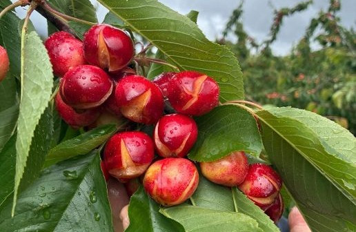 UPA-UCE pide incluir a los cereceros del norte de Cáceres en las ayudas por las borrascas