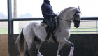 Torrejoncillo acogerá una exhibición de Manuel Fondón, campeón de Europa de caballos lusitanos