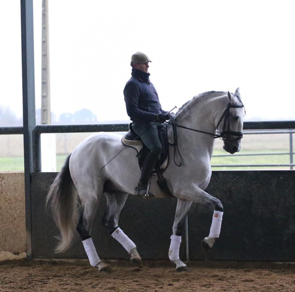 Torrejoncillo acogerá una exhibición de Manuel Fondón, campeón de Europa de caballos lusitanos
