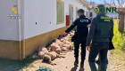 Cae un grupo delictivo acusado de robar más de 200 ovejas en explotaciones ganaderas