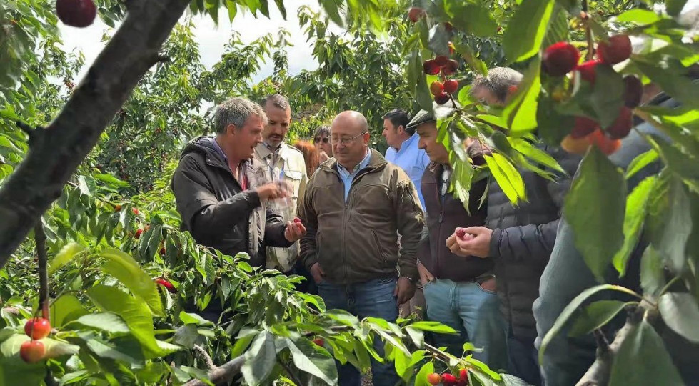 La Junta trabaja en la valoración de la cereza afectada por las últimas borrascas en el Jerte