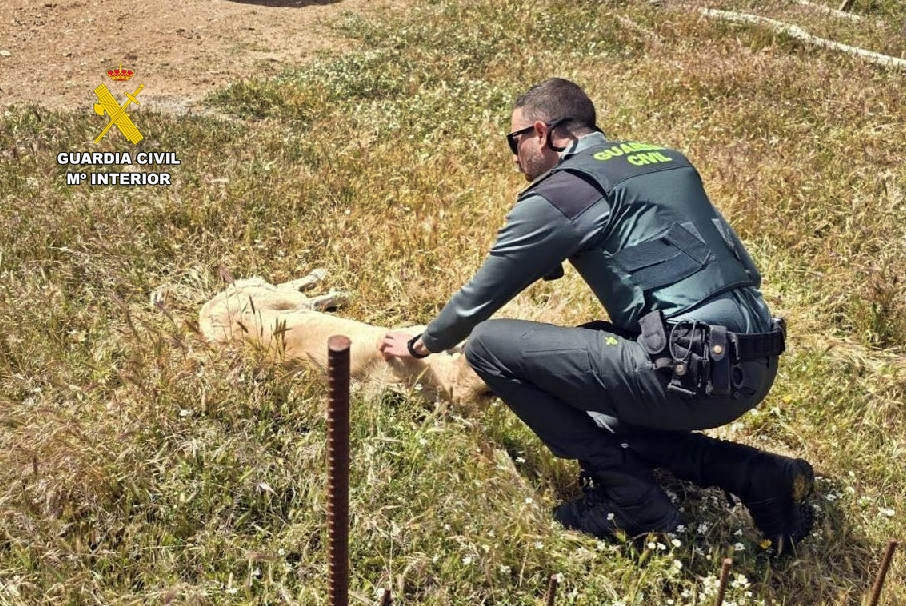 Inspección perra