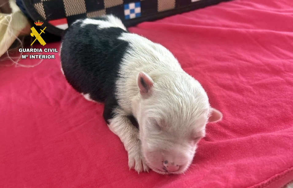 Investigado por maltrato animal tras el abandono de una camada de cachorros