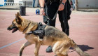 Fallece Boyra, la perra que dio origen a la Unidad Canina de la Policía Local de Villanueva