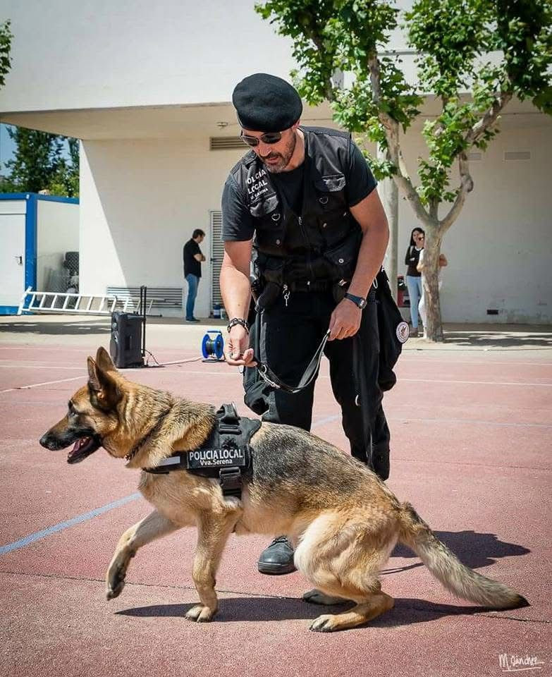 Fallece Boyra, la perra que dio origen a la Unidad Canina de la Policía Local de Villanueva