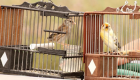 Don Benito acogerá el concurso nacional de silvestrismo con cerca de 400 aves participantes