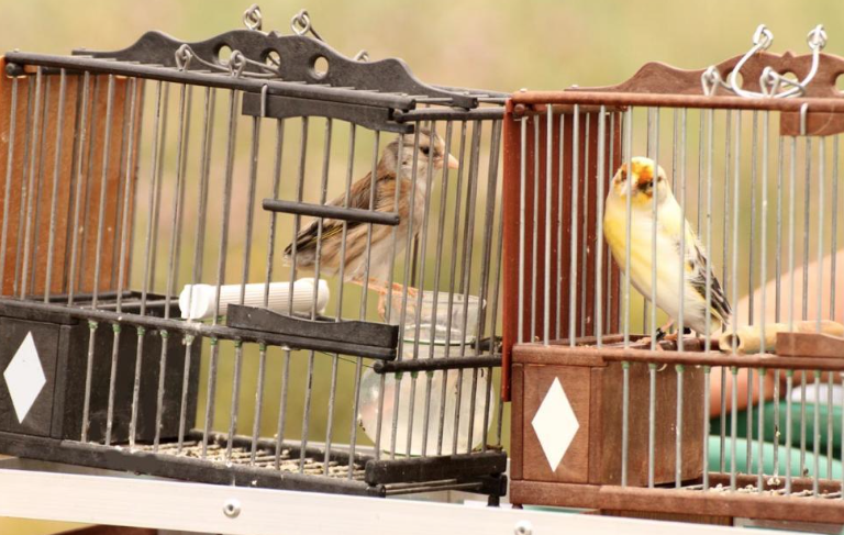 Don Benito acogerá el concurso nacional de silvestrismo con cerca de 400 aves participantes
