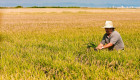 La Unión Extremadura critica el precio del arroz y la postura de Asaja y UPA sobre las ayudas al campo