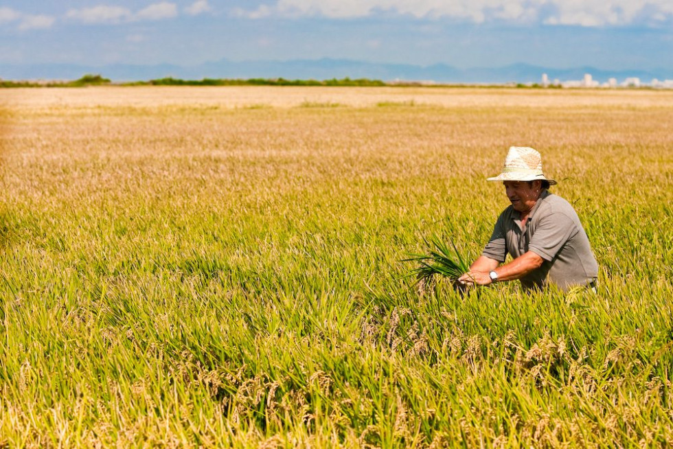 La Unión Extremadura critica el precio del arroz y la postura de Asaja y UPA sobre las ayudas al campo