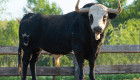 Estos son los toros de San Juan en Coria: arranca la cuenta atrás de las fiestas