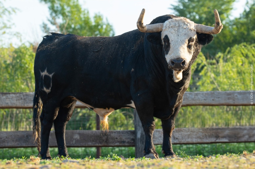 Estos son los toros de San Juan en Coria: arranca la cuenta atrás de las fiestas