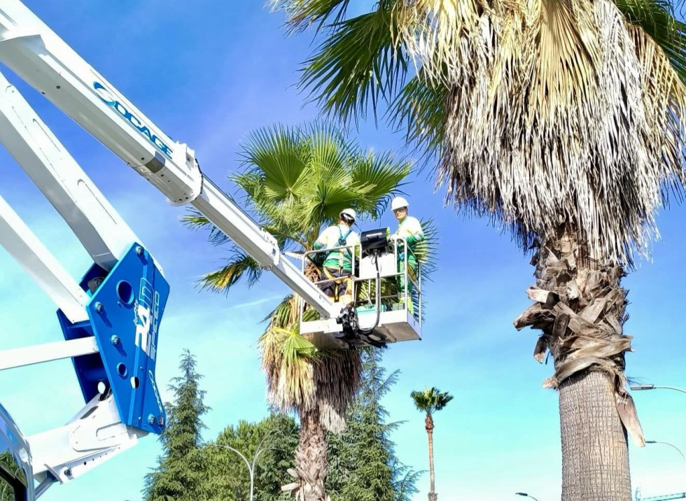 El Ayuntamiento de Badajoz refuerza la poda y limpieza de palmeras en rotondas y medianas