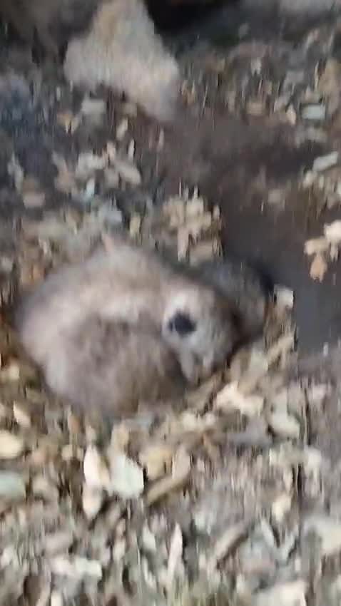 VIDEO 2025 04 24 18 17 49