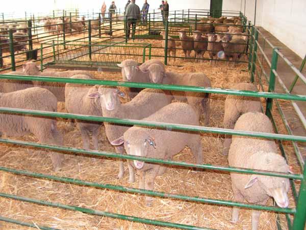 La XXVI Feria Agroganadera de Trujillo reunirá a 1.000 cabezas de ganado vacuno y ovino durante cuatro días