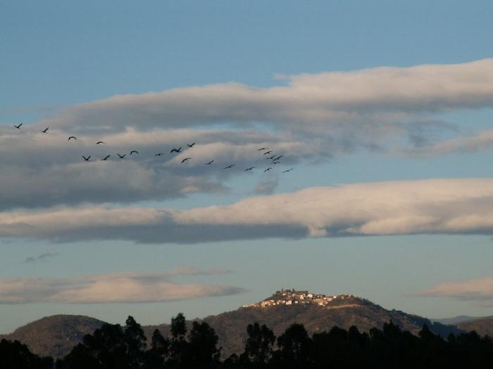 El I Festival de las Grullas en Extremadura se desarrollará hasta diciembre para potenciar la ornitología