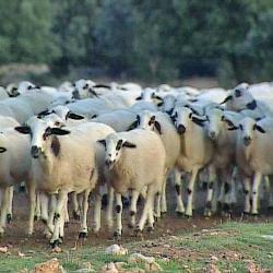 El pastoreo y los pastos extremeños son «fundamentales» en la lucha contra el cambio climático