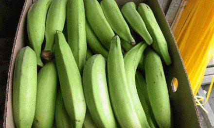 La cocaína descubierta en cajas de plátanos en supermercados de Cáceres y Plasencia suma 16,7 kilos