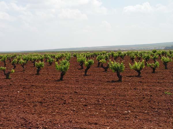 El sector vitivinícola ha solicitado al MARM que se autorice una «destilación de crisis» en el sector