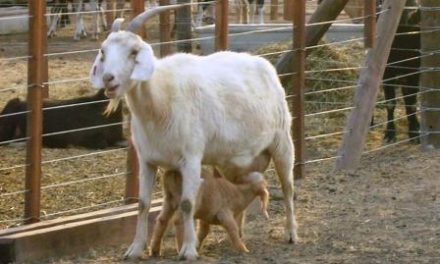 UPA-UCE  pide al Gobierno soluciones urgentes ante la grave crisis en la producción de leche de cabra