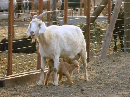 UPA-UCE  pide al Gobierno soluciones urgentes ante la grave crisis en la producción de leche de cabra