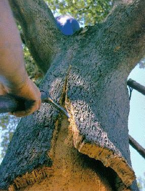 La marca ‘Hábitat Natural de Extremadura’ trabajará para impulsar los sectores de la madera y el corcho