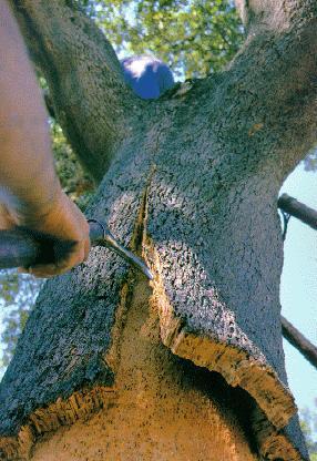 La marca ‘Hábitat Natural de Extremadura’ trabajará para impulsar los sectores de la madera y el corcho