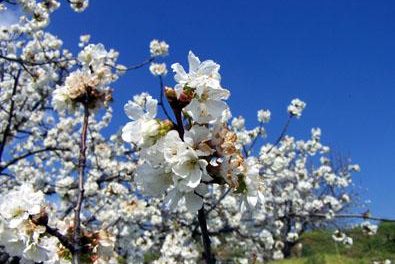 El Valle del Jerte acogerá este próximo día 18 de marzo la tradicional fiesta del cerezo en flor con visita de turistas