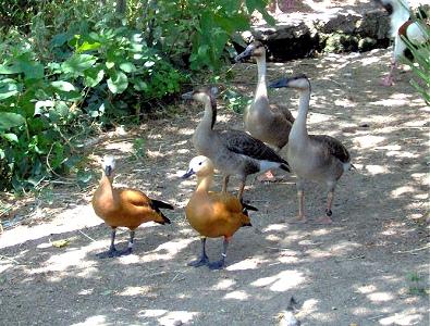 El Ayuntamiento de Plasencia solicita a la Junta el cierre parcial del Parque Ornitológico de los Pinos