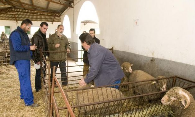 La Diputación de Cáceres entrega 128 cabezas de ganado merino precoz a 16 ganaderos de la provincia