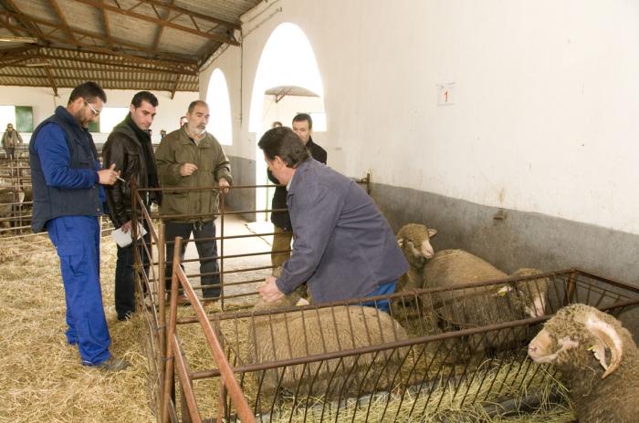 La Diputación de Cáceres entrega 128 cabezas de ganado merino precoz a 16 ganaderos de la provincia