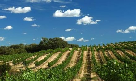 La Consejería de Agricultura y Desarrolo Rural de la Junta anuncia un repunte en el precio del vino