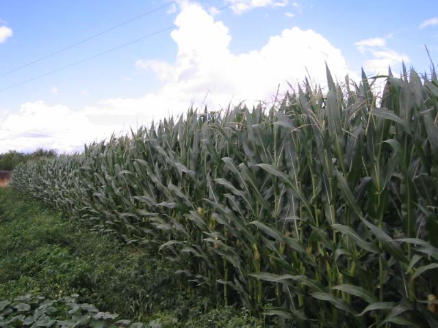 Montehermoso acoge hoy y mañana unas jornadas sobre nuevos métodos para el cultivo del maíz