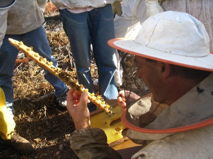 Los apicultores hurdanos consideran vital la cría de la abeja reina para la continuidad de las colmenas