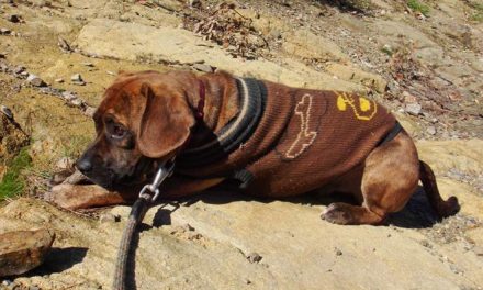 Denuncian al CAAC de Barcelona por sacrificar a un cachorro sin que su adoptante fuese informada