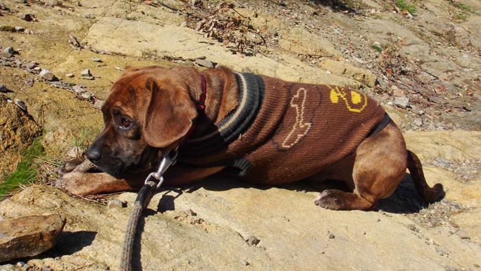 Denuncian al CAAC de Barcelona por sacrificar a un cachorro sin que su adoptante fuese informada