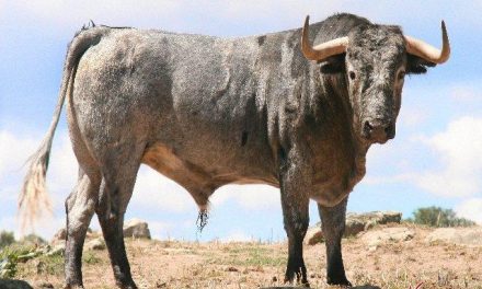La peña La Geta adquiere un toro de procedencia Marqués de Albaserrada de la ganadería de Adolfo Martín